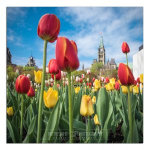 Tulips and Peace Tower 2018-c17.jpg